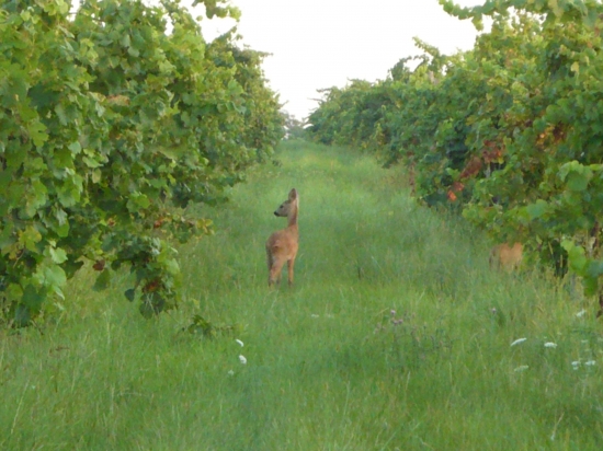 Srnčatá na rannej paši.