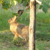 Kde bolo-tam bolo, bol raj jeden Zajko..