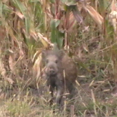 Prasiatko v kukurici