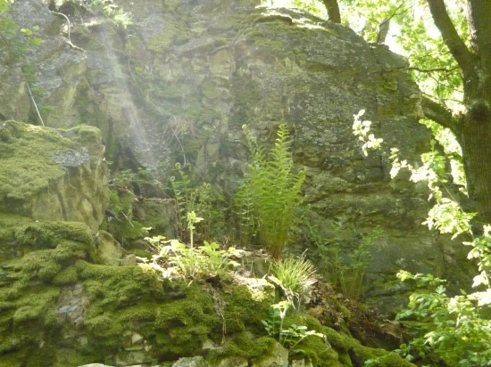 Paprad na skale