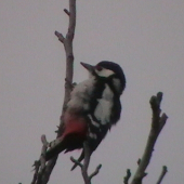 Pane Doktore bolí ma konárik