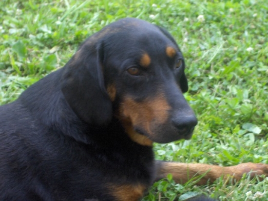 naša Ajda, žiaľ už nie je medzi nami ....