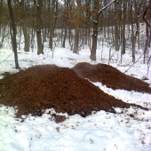 čerstvo vysypane krmivo