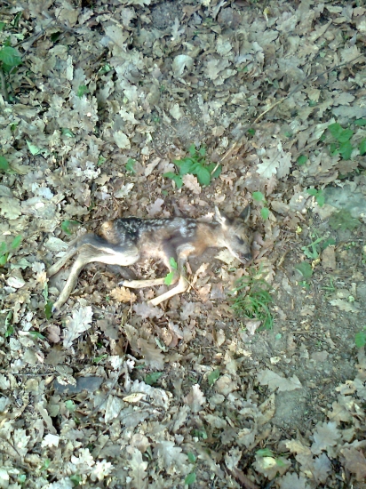 včerajši smutny nalez