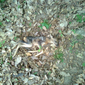 včerajši smutny nalez