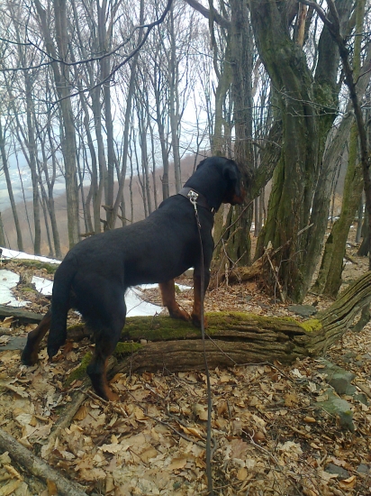 Niečo ho zaujalo .....