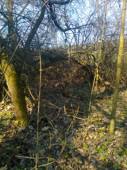 male srnča