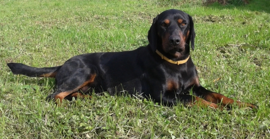 ASTOR z Čižatickej doliny