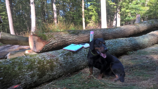 ASTOR z Čižatickej doliny