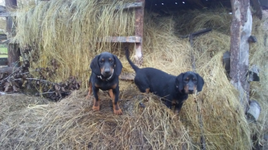 JUTA od Spolkára a JANTAR Pytaková alias BONO