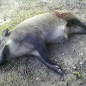 kamaratov minuloročný ulovok