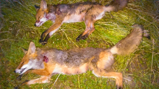 Dnes mali líšky smolu...