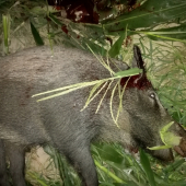 Lanštiak z kukurice