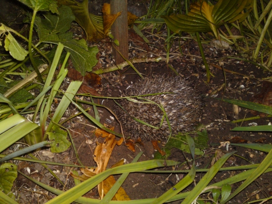 ježko  medzi kvetmi