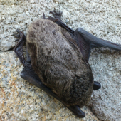 Netopier spiaci na plote