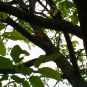 došla skontrolovať orech,že aká bude tento rok úroda :)