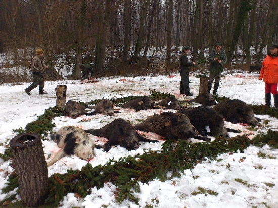 spoločná na diviaky...