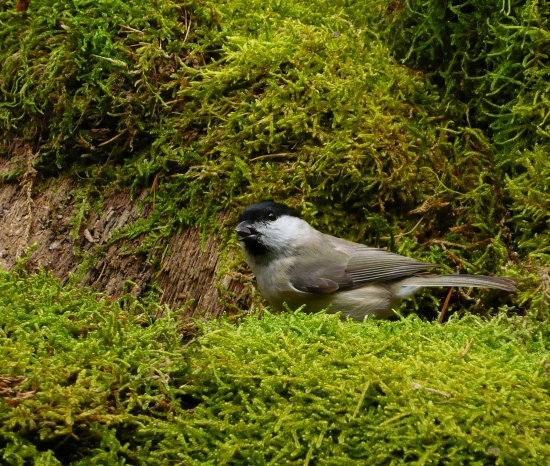 Sýkorka čiernohlavá