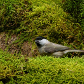 Sýkorka čiernohlavá