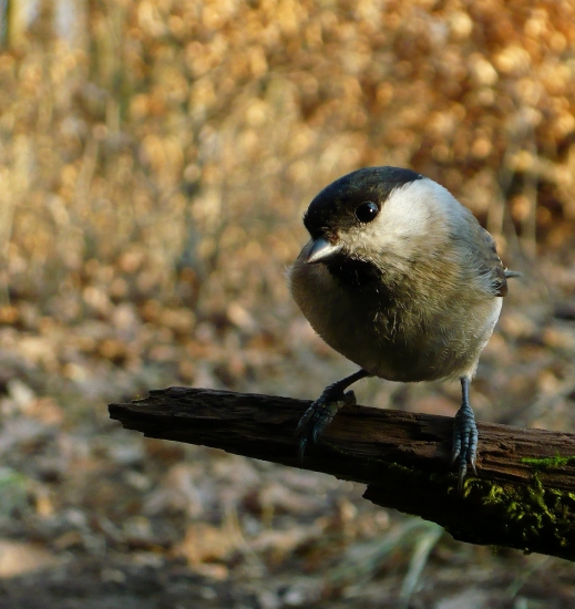 Sýkorka čiernohlavá