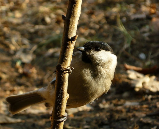 Sýkorka čiernohlavá
