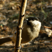 Sýkorka čiernohlavá