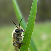 Včela