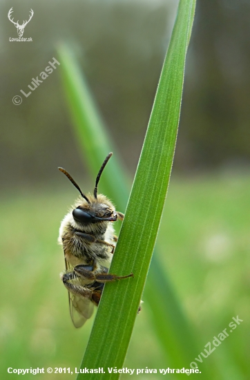 Včela