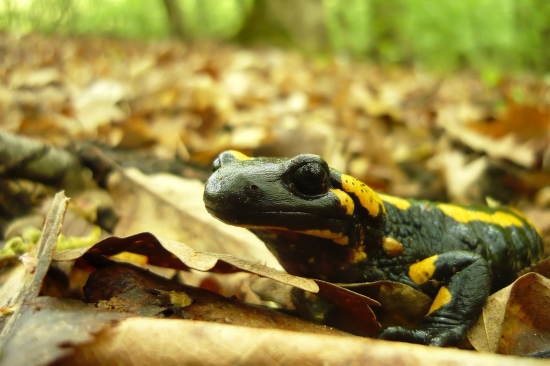 Salamandra škvrnitá