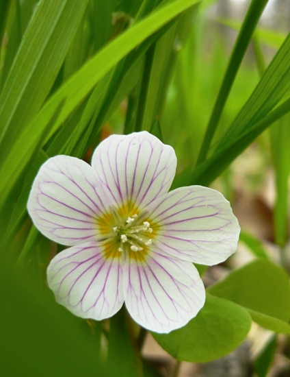 Kyslička obyčajná