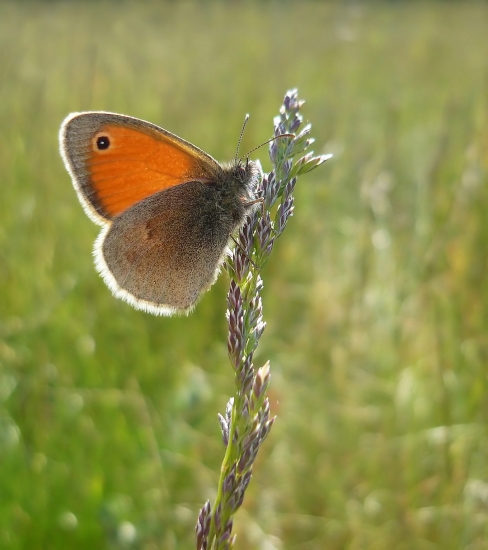očkáň pohánkový v protisvetle
