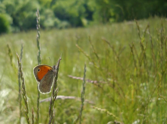 očkáň trochu priestorovejšie