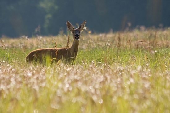 Velkouchá srna v poli
