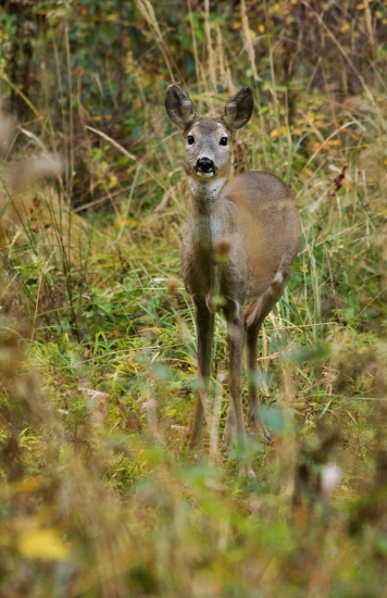 V jesenných farbách