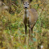 V jesenných farbách