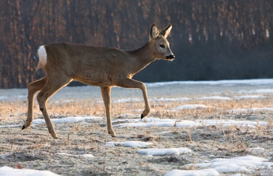 Po špičkách za svetlom