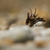 Kulík s vetrom v perí