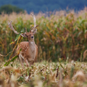 Daniel s príťažou