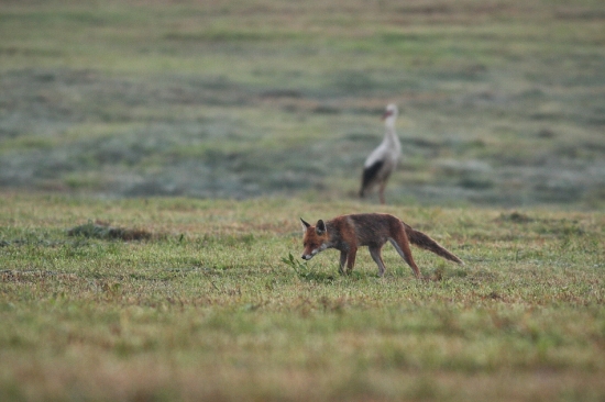 Spoločný ranný lov