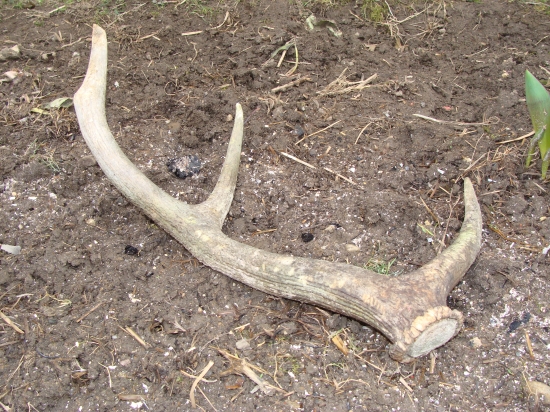 dnešny otcov starec