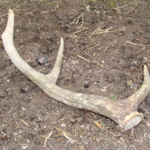 dnešny otcov starec