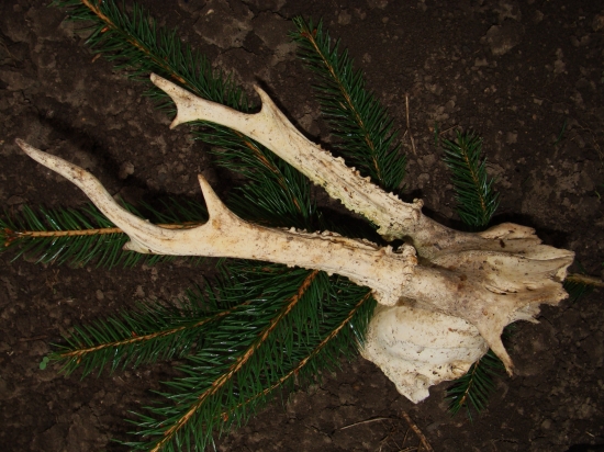 další uhynutý srnec