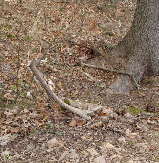 aj vlalanajší paroh sa takto najst dá dá dá