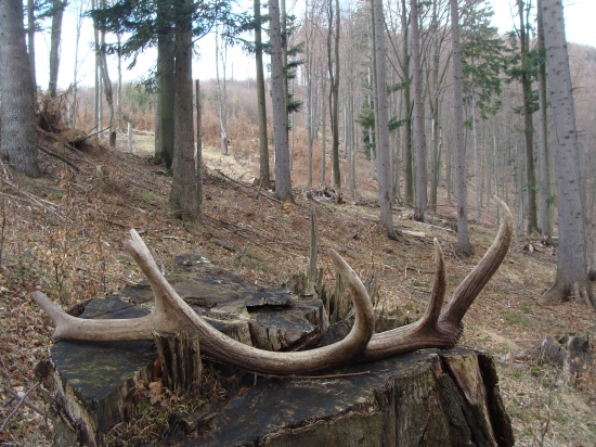 dvanástorák z tejto oblasti