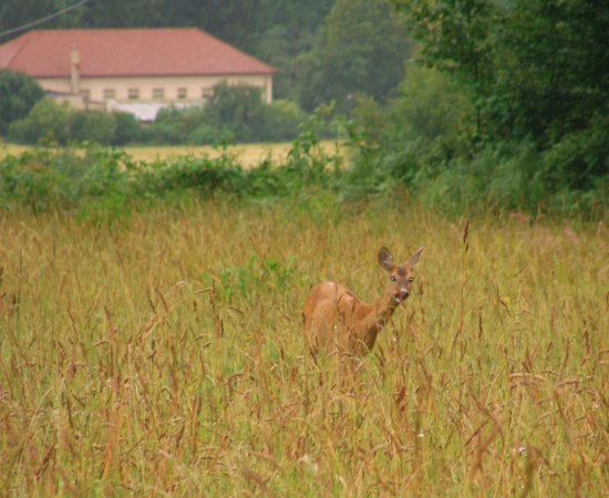 ráno