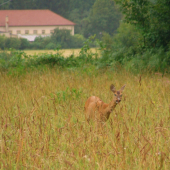 ráno