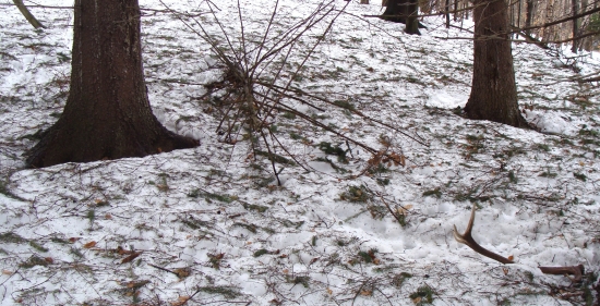 čumym do zeme a paroh vedla mňa
