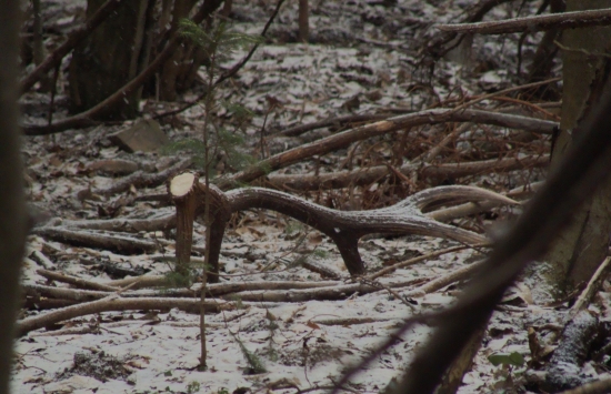 pocukrovaný desatoráčisko