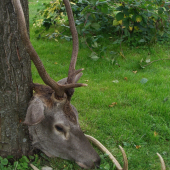 id217789