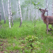 v rusku